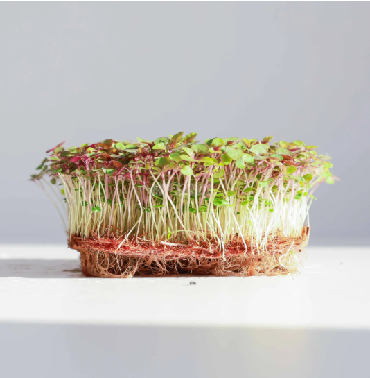 Beet microgreens — red stems